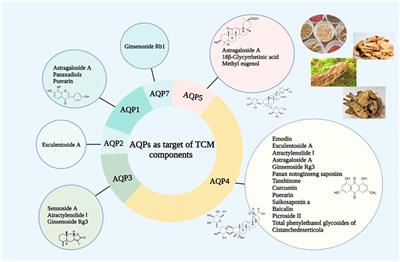 Aquaporins: A new target for traditional Chinese medicine in the treatment of digestive system diseases